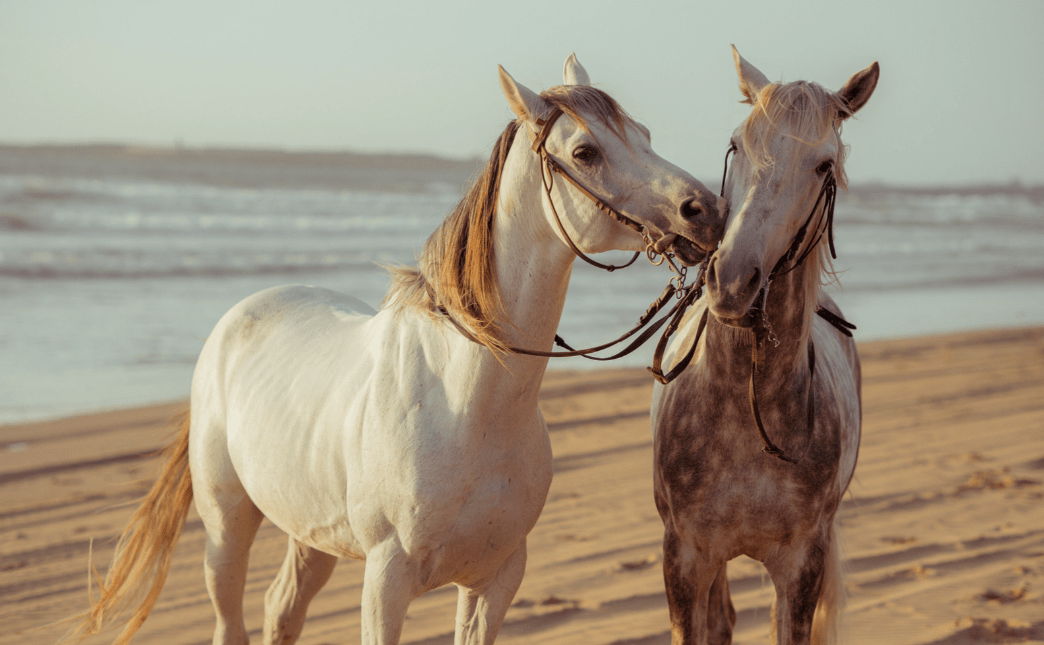 Horseback riding on the beach